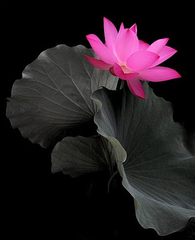 lotus